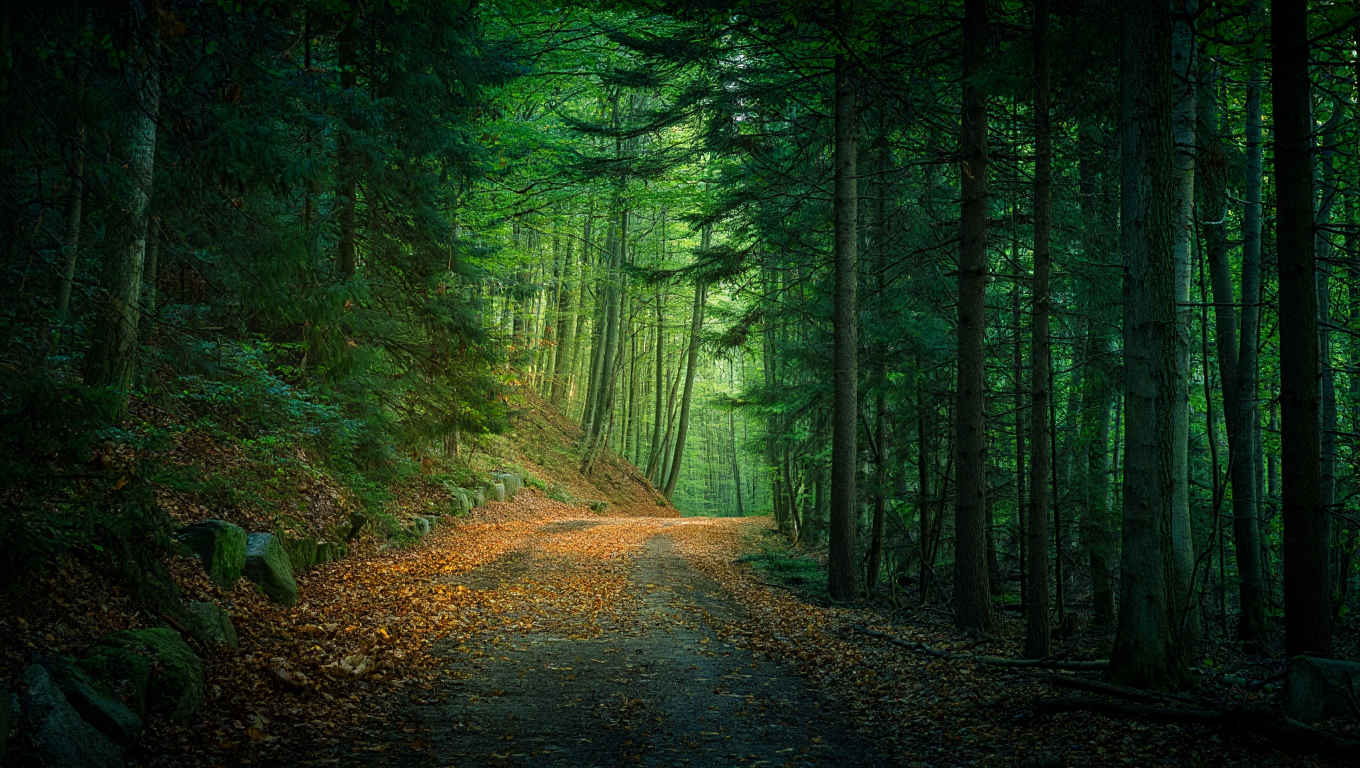 Wanderweg durch den deutschen Wald — Sonnenlicht durch Baumkronen